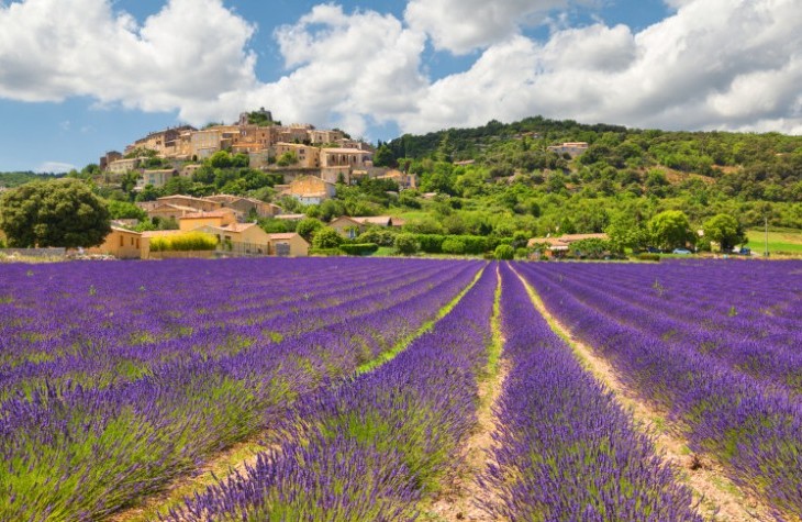 lavanda assisi