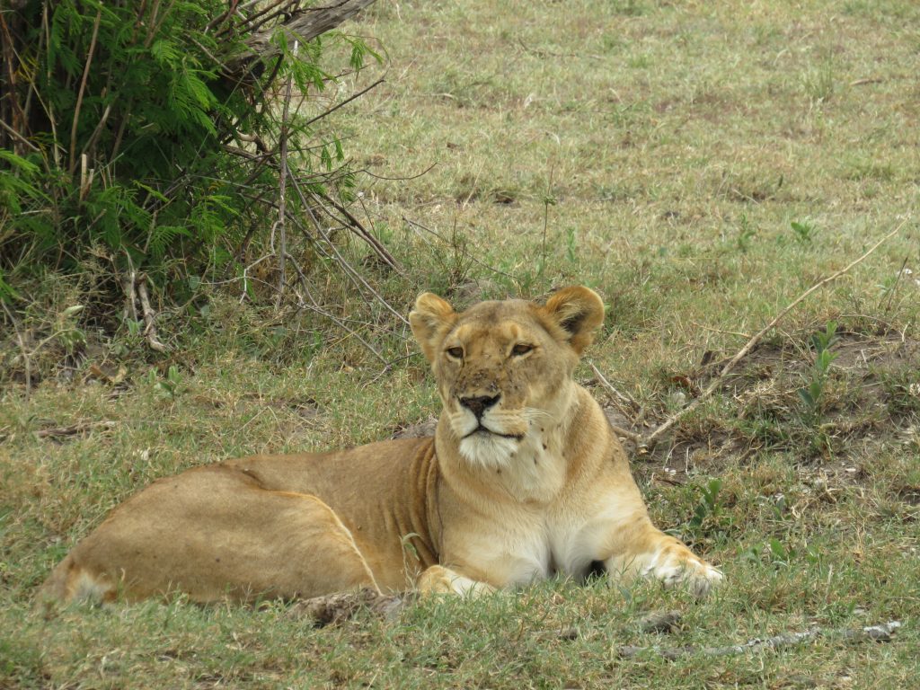 leonessa